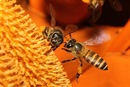 Jakie są przepisy prawne dotyczące pszczół na posesji?